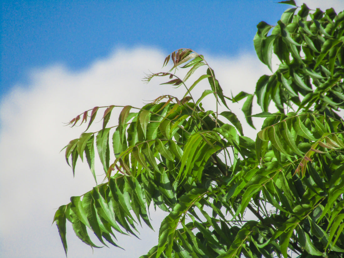 The beauty of Neem & Tulsi